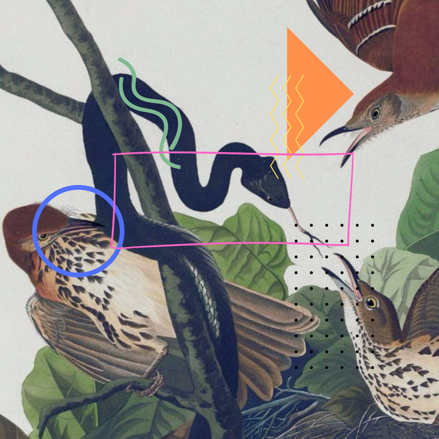 album image