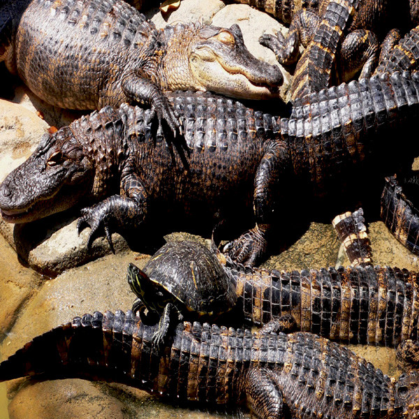 Gator Block cover art