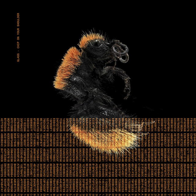 Chip on your shoulder cover art