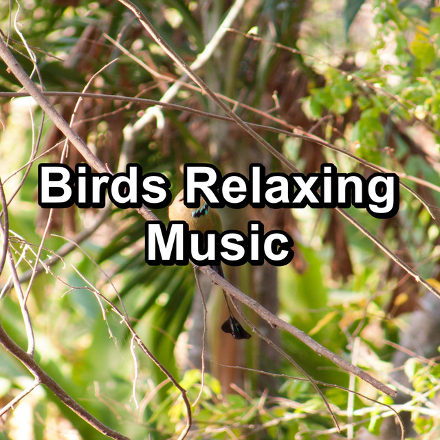 Birds Relaxing Music cover art