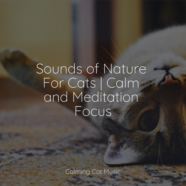 Sounds of Nature For Cats | Calm and Meditation Focus - Album by Cats ...