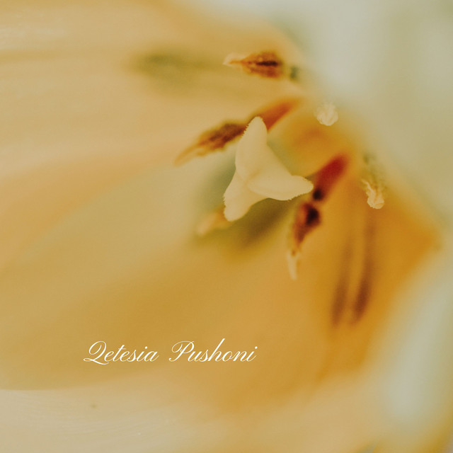 Pushoni by Qetesia