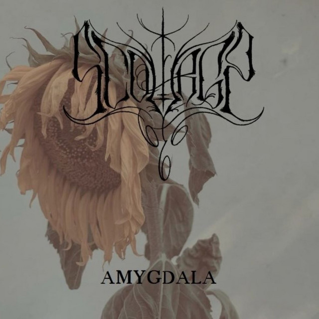 Amygdala cover