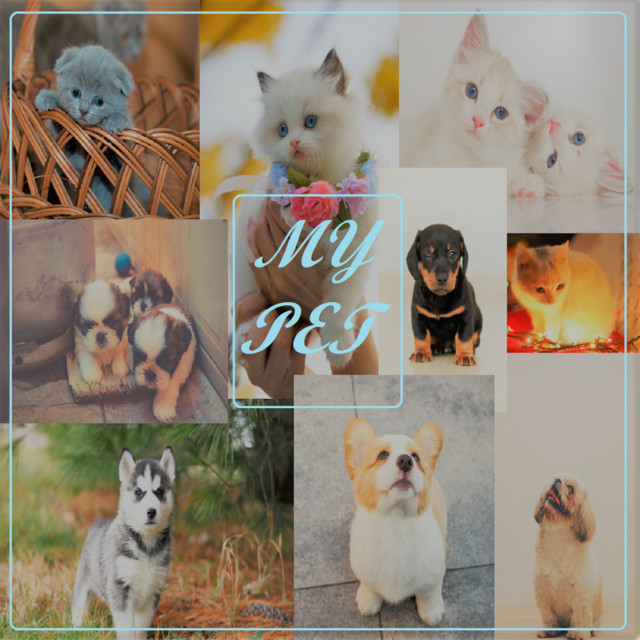 MY PET cover art
