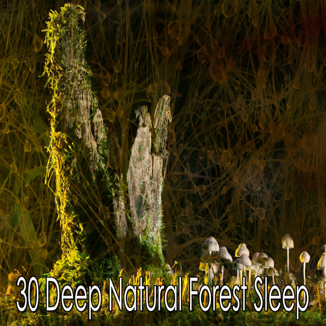 30 Deep Natural Forest Sleep - Album by Nature Sounds for Sleep and ...