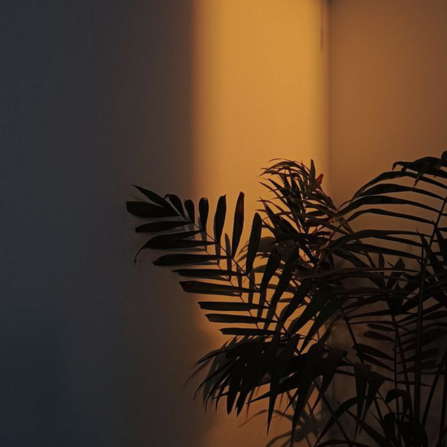 morning sun