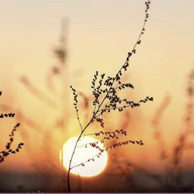 summer sunrise artwork