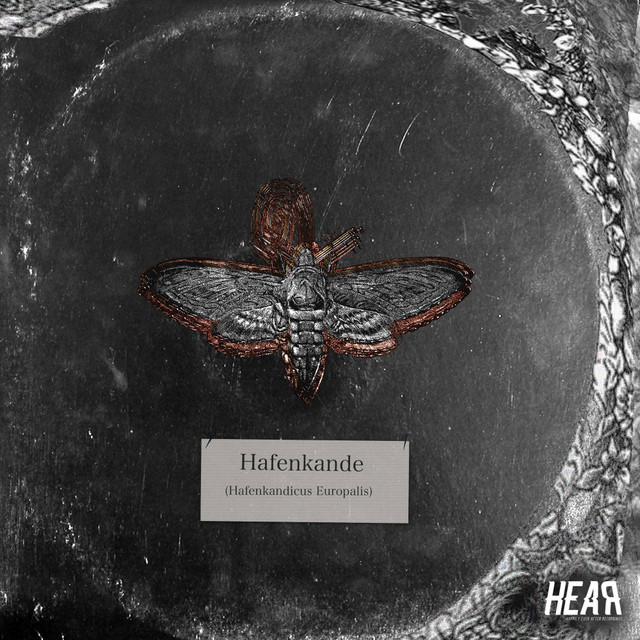 Moth In Lights cover art