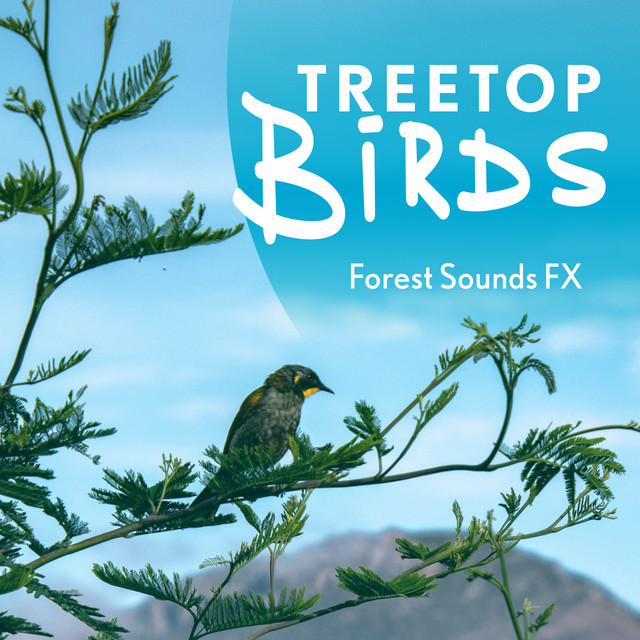Birds Whispers - song and lyrics by Forest Sounds FX | Spotify