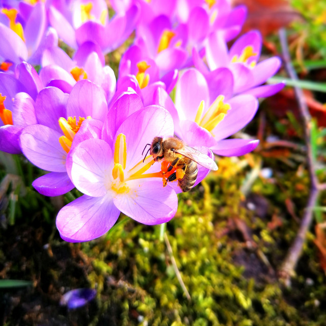 Spring