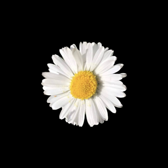 NO TE ALEJES cover art