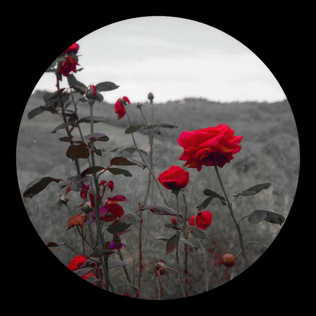 Shards cover art