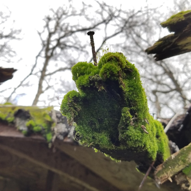 Moss cover