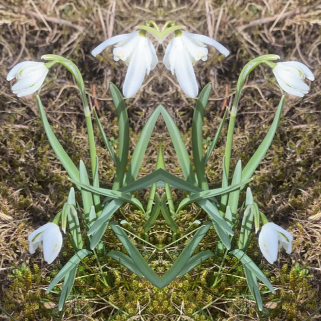 eco cover art
