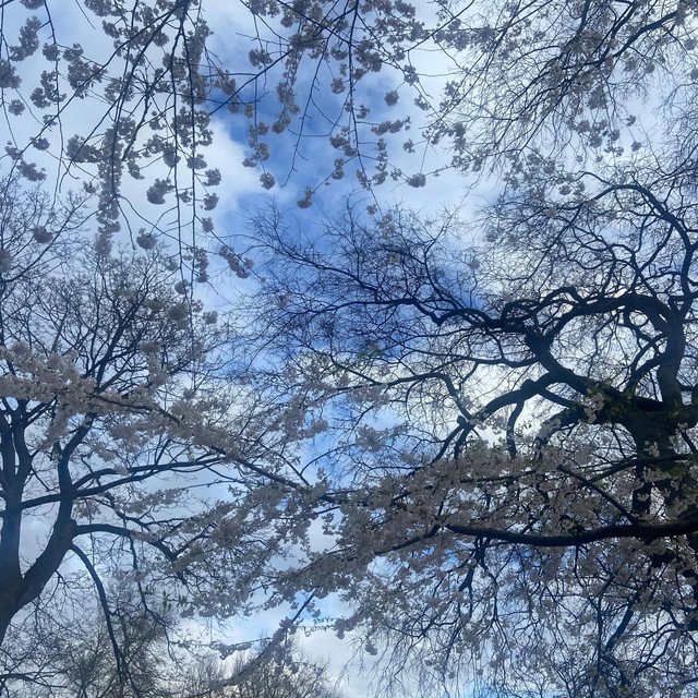 Central Park album image