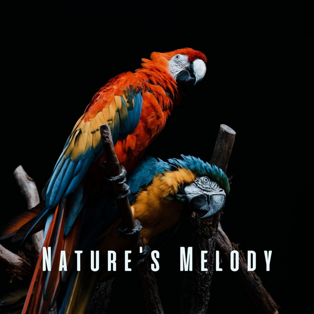 Nature's Melody: Tranquil Bird Sounds for Meditation album image