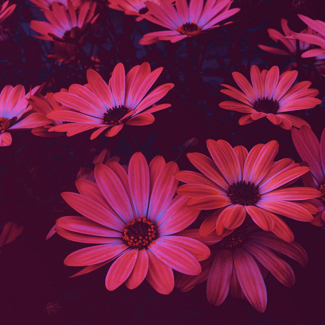 Cover art: flowers for her — Howtodie