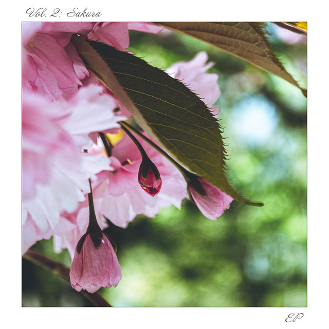 Sakura cover art