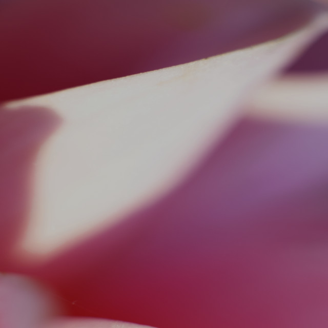 Tethered album art