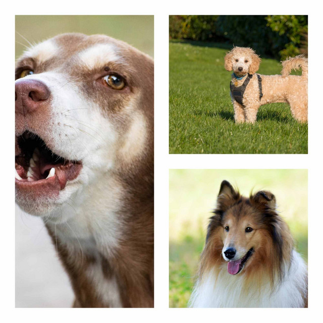 Feelings for A Well Behaved Hound cover art
