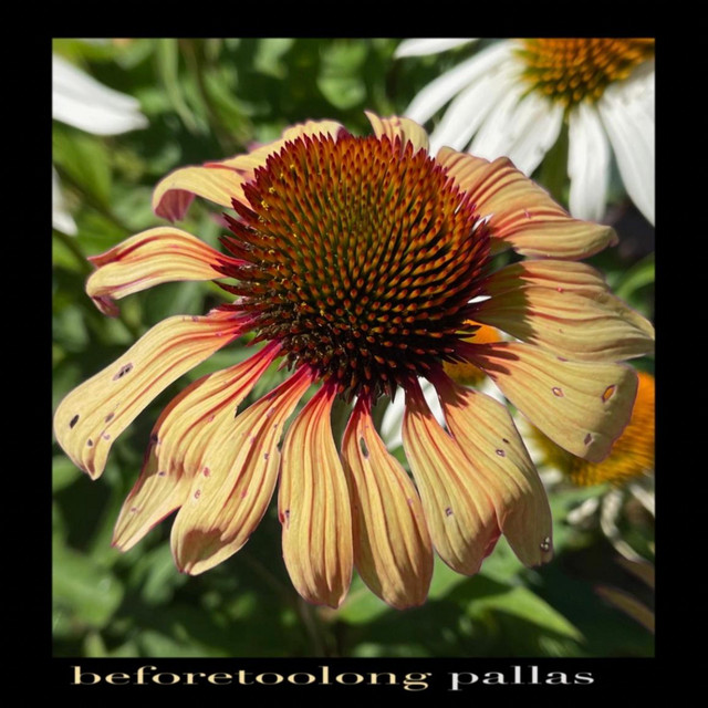 Before Too Long cover art