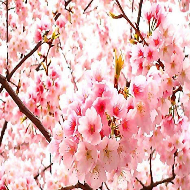 sakura