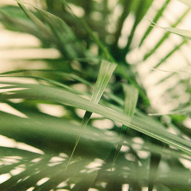 Cover art: organic — TwinkleBeeMusic