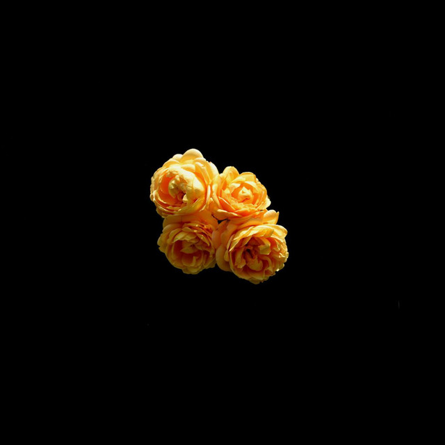 Molly cover art