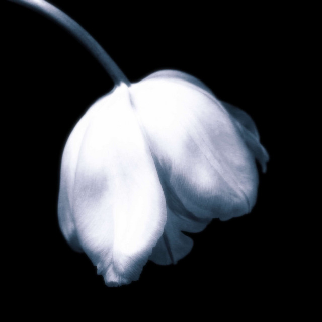 Tulips cover art