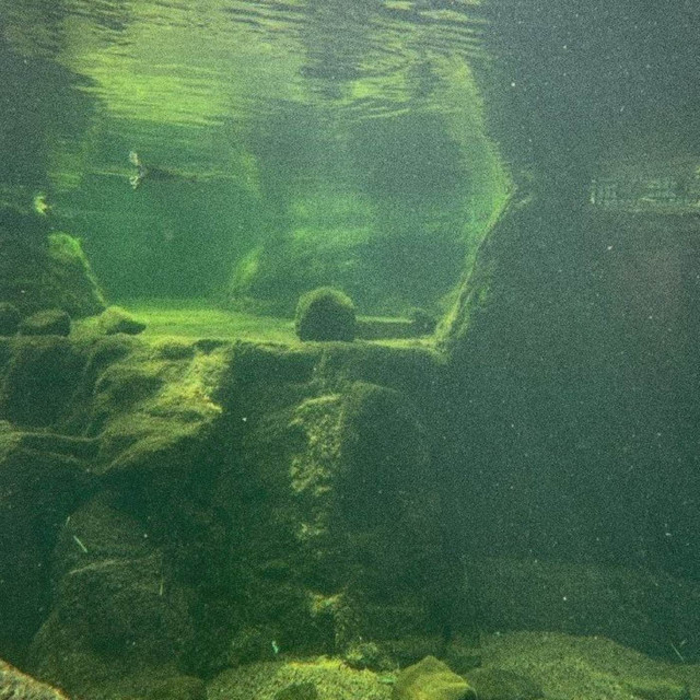 Обкладинка: forest underwater — landvoice