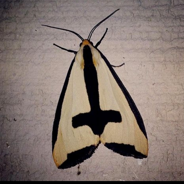 bug cover art