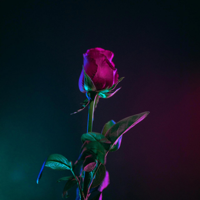 Because of Love cover art