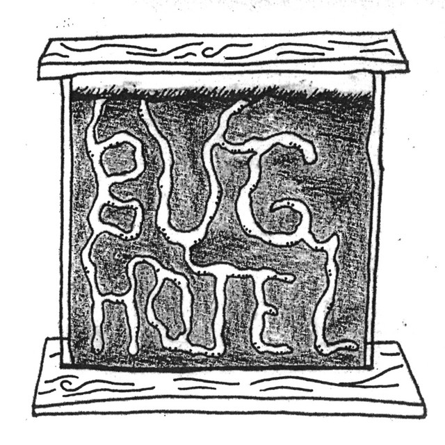 Bug Hotel cover art