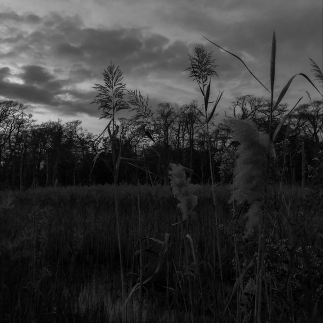 The Strange Demeanor of Solitude (Alternate Version) cover art