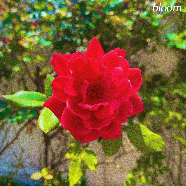 bloom by Rxseboy
