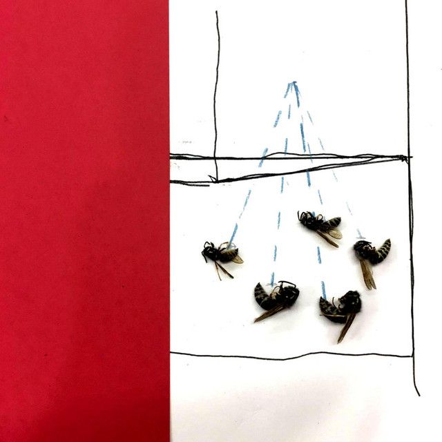 Varicose cover art