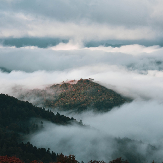 Обкладинка: Rainy Forest — Olha Balandiukh
