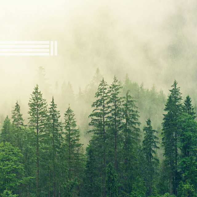 Vögel Im Wald, Natürliche Geräusche (Loop) cover art