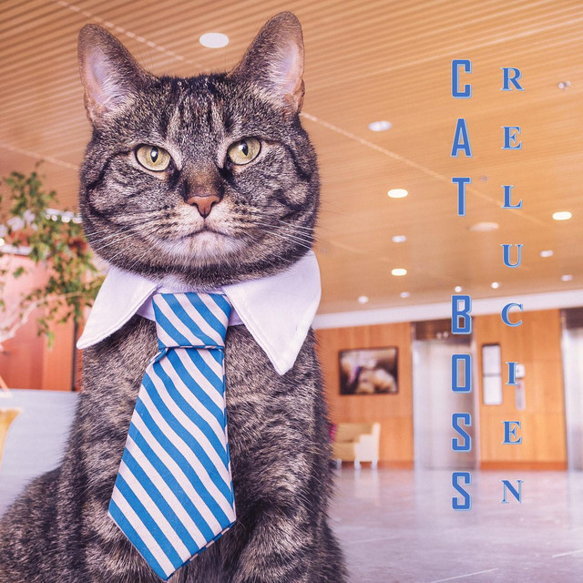 Cat Boss. Photo
