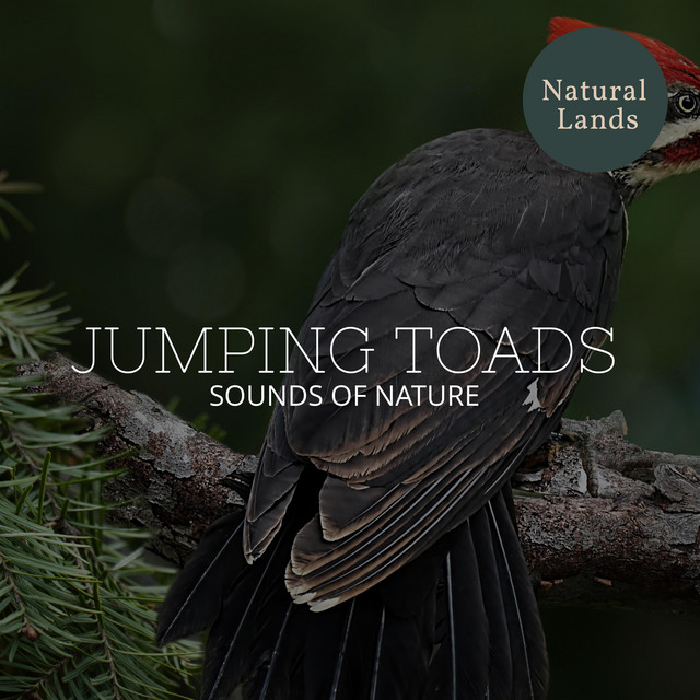 Chirping Forest Birds cover art