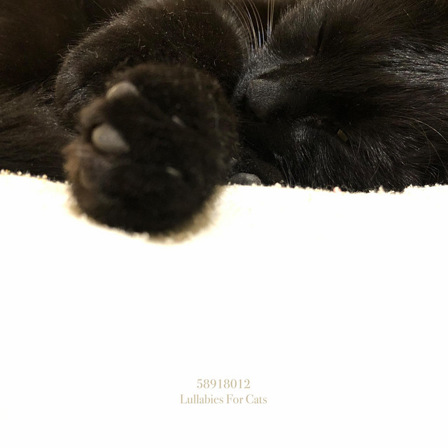 Lullabies For Cats cover art