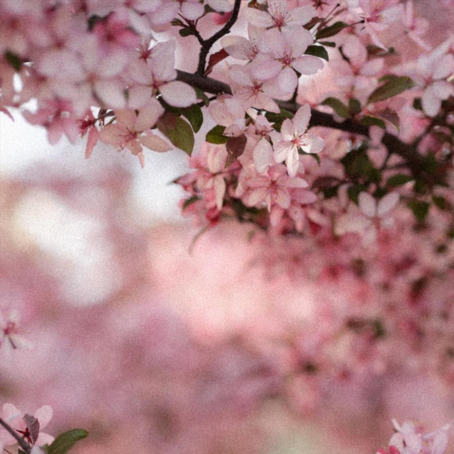 Bloom cover art