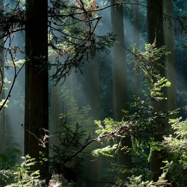 forest cover art