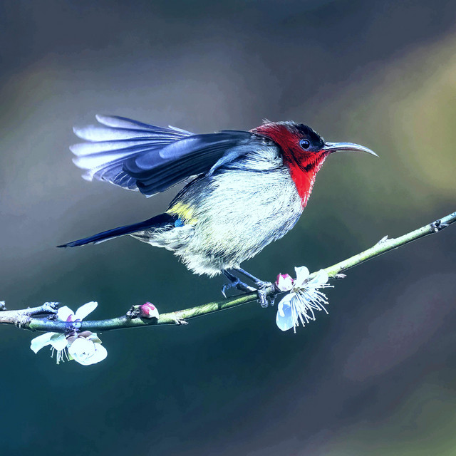Cover art for Relax MusicBox — Birds Singing - Music by Soothing Relaxation