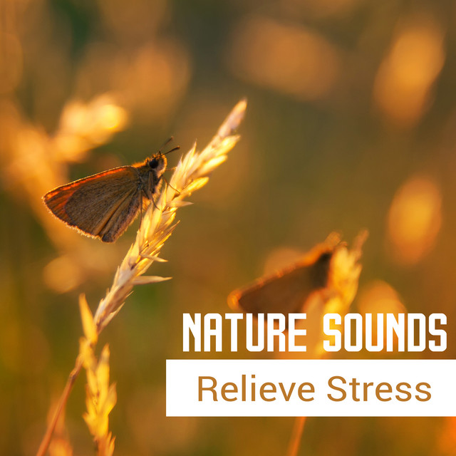 Nature Sounds Relieve Stress – Pure Relaxation, Gentle Melodies, Sounds ...