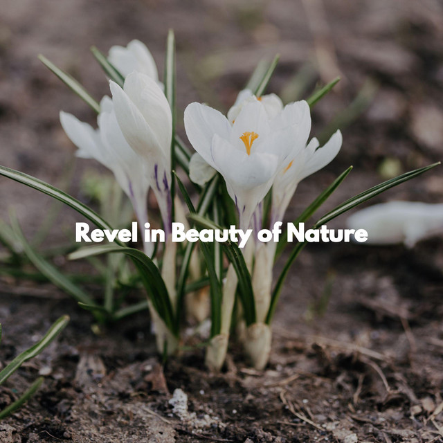 Revel in Beauty of Nature cover art