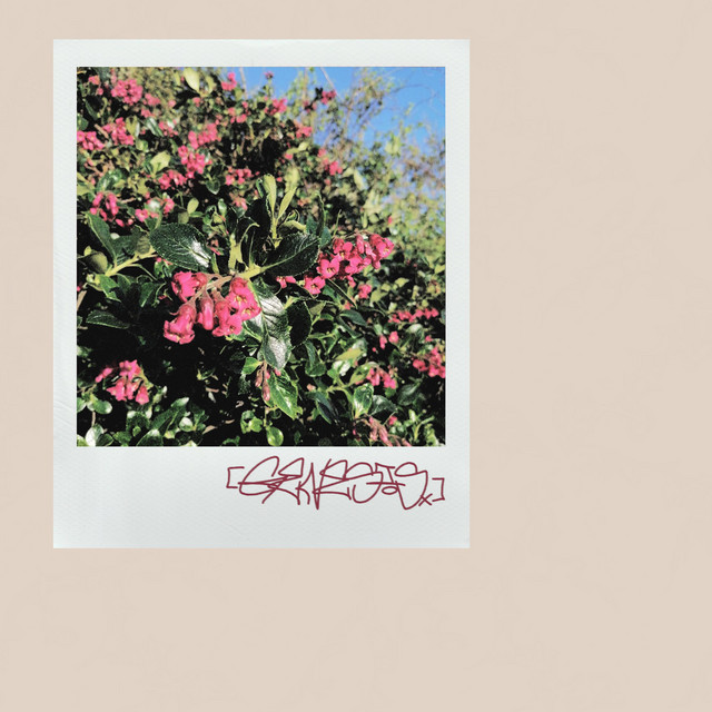 snapshawtz cover art