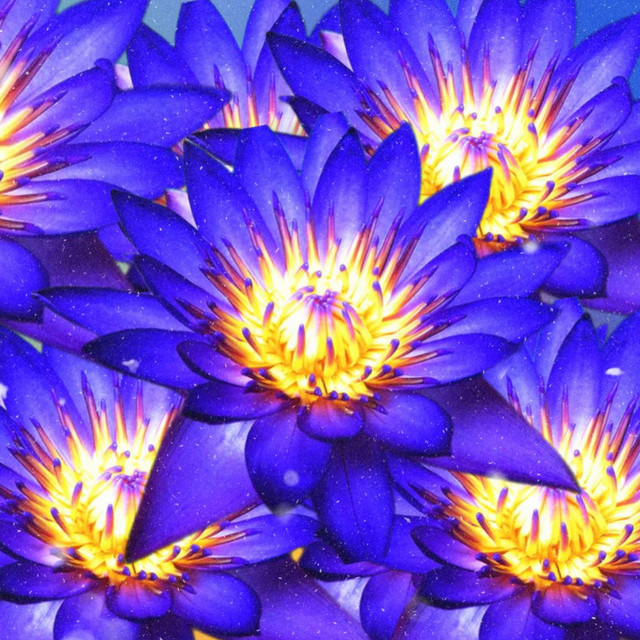 Blue Lotus cover art