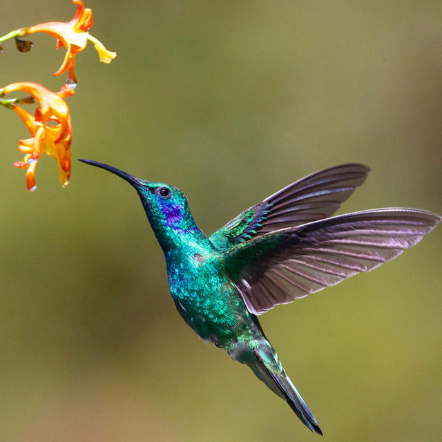 Beija Flor Single By Ali Maya Spotify