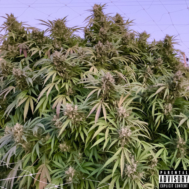 Mop cover art